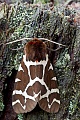Brauner Baer ist ein nachtaktiver Falter  -  (Gemeiner Baerenspinner - Foto Falter), Arctia caja, Garden Tiger Moth is protected in the United Kingdom  -  (Great Tiger Moth - Photo imago)