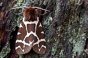 Brauner Baer, die Raupen werden bis zu 6cm lang  -  (Gemeiner Baerenspinner - Foto Falter), Arctia caja, Garden Tiger Moth, the caterpillar can grow up to 6cm  -  (Great Tiger Moth - Photo imago)