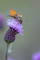 The Small Skipper is often observed in northern Germany