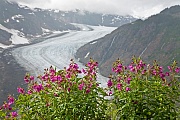 Arktische Weidenroeschen am Salmon-Gletscher, Salmon Gletscher  -  Misty Fjords National Monument, Dwarf Fireweed at Salmon-Glacier