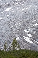 Amerikanische Zitterpappeln am Rand des Salmon-Gletscher, Misty Fjords National Monument  -  British Columbia, Quaking Aspen in front of the Salmon Glacier