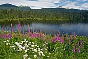 Weidenroeschen und Margeriten an einem Seeufer, Good Hope Lake  -  British Columbia, Fireweed and Oxeye Daisy at lakeside