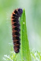 Brombeerspinner, der Falter fliegt von Mai bis Juli  -  (Foto Raupe), Macrothylacia rubi, Fox Moth fly from May to July  -  (Photo caterpillar)
