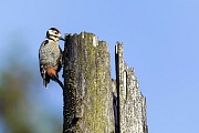 A full-fledged Great Spotted Woodpecker searches for food on the trunk of a dead spruce tree