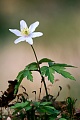 Buschwindroeschen gehoeren zu den Fruehbluehern  -  (Geissenbluemchen - Foto Buschwindroeschen im Buchenwald), Anemone nemorosa, The Wood Anemone is an early-spring flowering plant  -  (Thimbleweed - Photo Wood Anemone in a beech forest)