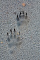 Dachsspuren im Duenensand  -  Dachsfaehrten im Duenensand, Meles meles, Badger tracks in dune sand  -  Badger spoor - Badger footprint - Badger trail