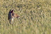 Im Weizenfeld findet das Damtier Nahrung und gute Deckung, Dama dama, In the wheat field the Fallow Deer doe finds food and good cover