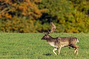 Ein Damschaufler auf dem Weg zum Brunftplatz HOHE BUCHEN, Dama dama , A Fallow Deer buck on the way to the rutting ground HIGH BEECHES
