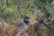 This Fallow Deer buck has rested for several hours in an bracken thicket and moves to the rutting ground in the evening