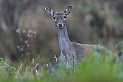 Although the Fallow Deer doe has already passed me, it turns back and looks again towards my hide