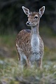 A Fallow Deer fawn from the previous year observes attentively a group of Fallow Deer
