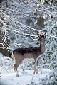 Ein Damtier im winterlichen Buchenwald, Dama dama, A Fallow deer doe in a wintery beech forest