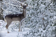 Auf einer verschneiten Waldschneise erscheint ein Damtier, Dama dama, A Fallow deer doe appears on a snow-covered forest aisle