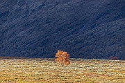 Das Laub der Moorbirken verfaerbt sich im Herbst ueberwiegend gelb und orange, Rottoene sind selten, Dovrefjell-Sunndalsfjella-Nationalpark  -  Norwegen  -  Norway, The foliage of the Downy birch turns mainly yellow and orange in autumn, reddish colours are rare
