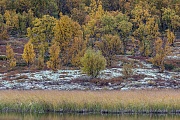 Die Graeser am Ufer eines Tundrasees bilden einen schoenen Kontrast zu den herbstlich verfaerbten Moor-Birken, Fokstumyra Naturreservat  -  Norwegen  -  Norway, The grasses on the shore of a tundra lake form a pleasant contrast to the autumnal Downy birches