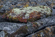 Auf einigen Felsen in der Tundra bilden sich kleine Biotope aus vielen Pflanzen- und Flechtenarten, auf diesem Steinblock wachsen u. a. Rentier- und Schneeflechten, Heidelbeeren, Zwerg-Birken, Wacholder und Heidekraut, Fokstumyra Naturreservat  -  Norwegen  -  Norway, On some rocks in the tundra, many types of plants and lichens form small biotopes; reindeer lichens, snow lichens, blueberries, dwarf birches, juniper and heather grow on this boulder, among others