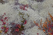 Zwerg-Birken und Heidelbeeren zwischen Rentier- und Schneeflechten, Fokstumyra Naturreservat  -  Norwegen  -  Norway, Dwarf birches and Bilberries among Reindeer lichens and Crinkled snow lichens
