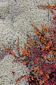 Das Rot der Heidelbeeren und das Orange der Zwerg-Birken bildet einen schoenen Kontrast zum Graugruen der Rentierflechten, Fokstumyra Naturreservat  -  Norwegen  -  Norway, The red of the Bilberries and the orange of the Dwarf birches contrasts beautifully with the grey-green of the Reindeer lichens