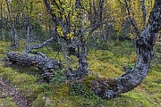 Eine alte Moor-Birke mit aussergewoehnlicher Wuchsform, Fokstumyra Naturreservat  -  Norwegen  -  Norway, An old Downy birch with an unusual growth form