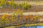 Immer fotogen sind die Moor-Birken mit ihrem bunten Herbstlaub, Fokstumyra Naturreservat  -  Norwegen  -  Norway, The Downy birches with their colourful autumn leaves are always photogenic
