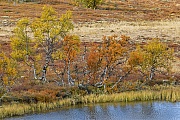 Das Laub der Moor-Birken leuchtet in den schoensten Herbstfarben, Fokstumyra Naturreservat  -  Norwegen  -  Norway, The foliage of the Downy birches glows in the most beautiful autumn colours