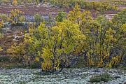 Vom Wind und Wetter gezeichnete Moor-Birken in der herbstlichen Tundra, Fokstumyra Naturreservat  -  Norwegen  -  Norway, Downy birches in fall tundra, marked by wind and weather