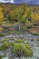 Polster der Preiselbeere am Stamm einer alten Moor-Birke, Fokstumyra Naturreservat  -  Norwegen  -  Norway, Cranberry carpets at the trunk of an old Downy birch