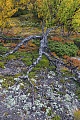 Man hat den Eindruck, dass sich die Wurzeln der Moor-Birke foermlich in den Boden krallen, Fokstumyra Naturreservat  -  Norwegen  -  Norway, It looks as if the roots of the Downy birch are literally clawing their way into the ground
