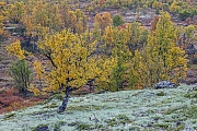 Tundralandschaft mit Moor-Birken und Rentierflechten im Herbst, Fokstumyra Naturreservat  -  Norwegen  -  Norway, Tundra landscape with Downy birches and Reindeer lichens in fall 