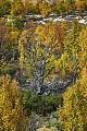 Tundralandschaft mit Moor-Birken und Wacholder im Herbst, Fokstumyra Naturreservat  -  Norwegen  -  Norway, Tundra landscape with Downy birches and juniper in fall