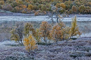 Moor-Birken mit Raureif am fruehen Morgen an einem See in der Tundra, Fokstumyra Naturreservat  -  Norwegen  -  Norway, Downy birches with hoar frost in the early morning at a lake in the tundra