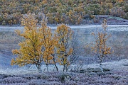 Bereits im September kuendigt sich der nahende Winter mit Nachtfroesten an und am fruehen Morgen sind die Moor-Birken mit Raureif bedeckt