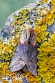 Dunkelgraue Nessel-Hoeckereule, die Flugzeit beginnt im April und endet meist im September  -  (Nessel-Hoeckereule  -  Foto vom Falter), Abrostola triplasia, Dark Spectacle is a common moth species in Europe  -  (Photo imago)