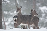 Dybowskis Sika Deer, the name Dybowski are in honor of polish naturalist Benedykt Dybowski  -  (Manchurian Sika Deer - Photo Sika Deer hinds in driving snow)