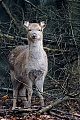 Dybowski-Hirsch, das Kalb bleibt in der Regel ein Jahr beim Muttertier und wird kurz vor der Geburt des neuen Nachwuchses vertrieben  -  (Sikahirsch - Foto Sikahirschkalb)