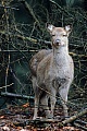 Dybowski-Hirsche gehoeren zu den Hirscharten, die auch als ausgewachsene Tiere ein geflecktes Fell tragen  -  (Sikahirsch - Foto Sikawildkalb)