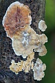 Der Eichen-Schichtpilz ist in Europa ein weitverbreiteter und haeufiger Pilz  -  (Brauner Schichtpilz - Foto Eichen-Schichtpilz an einem morschen Eichenast), Stereum gausapatum, The Bleeding oak-Crust is widespread and common in Europe  -  (Photo Bleeding oak-Crust on a rotten oak branch)