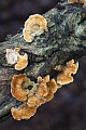 Der Eichen-Schichtpilz ist ungeniessbar  -  (Brauner Schichtpilz - Foto Schichtpilz an einem morschen Eichenast), Stereum gausapatum, The Bleeding oak-Crust is inedible  -  (Photo Bleeding oak-Crust on a rotten oak branch)