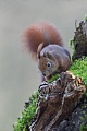 Ein Eichhoernchen sucht auf dem Wurzelteller einer Eiche nach Nahrung, Sciurus vulgaris, A Red squirrel searches for food on the root plate of an oak