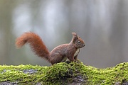Der abstehende Schweif vom Eichhoernchen signalisiert hoechste Aufmerksamkeit, Sciurus vulgaris, The protruding tail of the Red squirrel signals highest attention