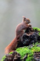 Eine Baumwurzel dient dem Eichhoernchen als Beobachtungsplatz, Sciurus vulgaris, A tree root serves as an observation place for the Red squirrel