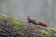 Vorsichtig erklimmt das Eichhoernchen den Stamm einer umgestuerzten Eiche, Sciurus vulgaris, The Red squirrel carefully climbs up the trunk of a fallen oak tree
