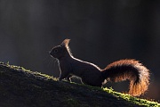 Eichhoernchen im Licht der Morgensonne, Sciurus vulgaris, Red squirrel in the light of the morning sun