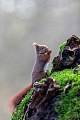 Die alte Baumwurzel ist ein beliebter Fressplatz des Eichhoernchens, Sciurus vulgaris, The old tree root is a favourite feeding spot for the Red squirrel