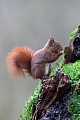 A hazelnut disappears in the mouth of the Red squirrel, I could never observe that several nuts were taken up