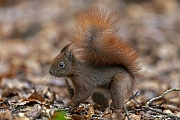 The Red squirrel has just buried a hazelnut in the forest floor, now the spot is quickly covered with leaves