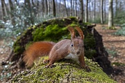 The tufted ears of the Red squirrel clearly show that the wind has changed and is now blowing from the north