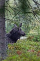 Elche sind sehr gute Schwimmer  -  (Foto junger Elchbulle), Alces alces - Alces alces (alces), The Moose is an excellent swimmer  -  (Photo young bull Moose)