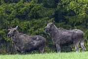 Wenige Tage nach dem Abwurf der Geweihe waechst dem Elchbullen im Fruehjahr ein neues Geweih  -  (Foto Elchbullen mit Bastgeweih), Alces alces - Alces alces (alces), A few days after the shedding of the antlers, the bull Moose grows new antlers in the spring  -  (Photo bull Moose with velvet-covered antlers)
