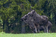 Das Wachstum der Geweihe ist bei den Elchbullen nach circa 5 Monaten abgeschlossen  -  (Foto Elchbullen mit Bastgeweih), Alces alces - Alces alces (alces), The growth of antlers in bull Moose is completed after about 5 months  -  (Photo bull Moose with velvet-covered antlers)